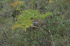 Prionosciadium thapsoides