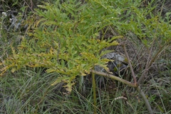 Prionosciadium thapsoides