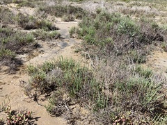 Arthroceras subterminale