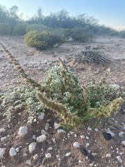Amaranthus fimbriatus