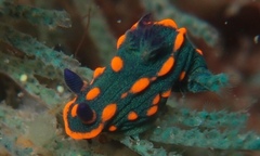 Nembrotha