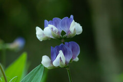Lathyrus magellanicus