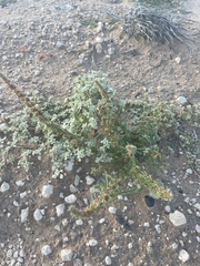 Amaranthus fimbriatus