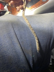 Phyllorhynchus decurtatus