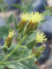 Brickellia floribunda