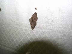 Digrammia gnophosaria