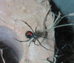 Latrodectus mactans