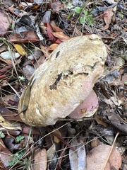 Rubroboletus eastwoodiae
