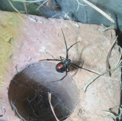 Latrodectus mactans