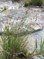 Rhynchospora stiletto