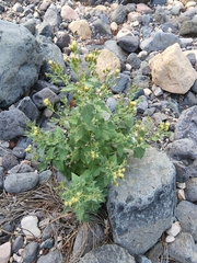 Brickellia floribunda