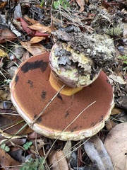 Rubroboletus eastwoodiae
