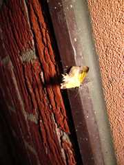 Antepione thisoaria