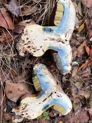 Rubroboletus eastwoodiae