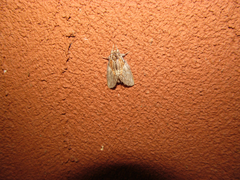 Peridea basitriens