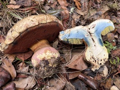 Rubroboletus eastwoodiae