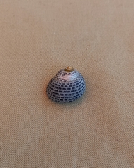 Chlorodiloma adelaidae