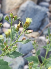 Brickellia floribunda