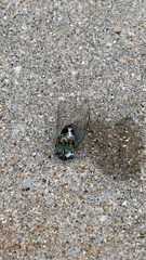 Neotibicen pruinosus