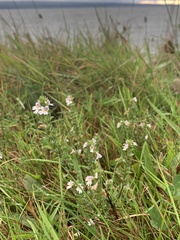 Euphrasia