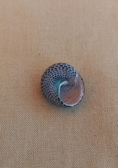 Chlorodiloma adelaidae