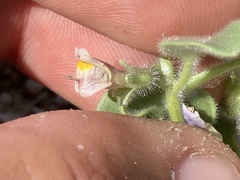Pseudorontium cyathiferum