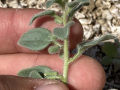 Pseudorontium cyathiferum