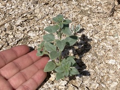 Pseudorontium cyathiferum