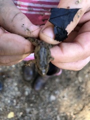 Lithobates berlandieri