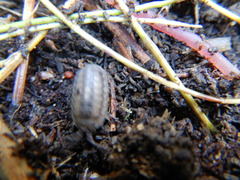 Armadillidium nasatum