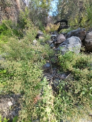 Brickellia floribunda