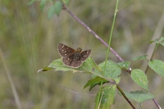 Piruna polingii