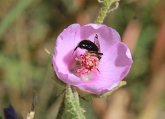 Calliopsis subalpina