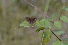 Piruna polingii