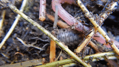 Armadillidium nasatum