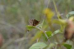 Piruna polingii