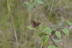 Piruna polingii