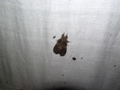 Peridea angulosa