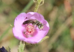 Calliopsis subalpina