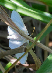 Diaphania costata