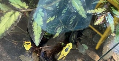Dendrobates tinctorius