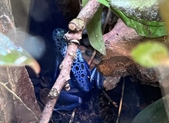 Dendrobates tinctorius
