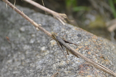 Abracris flavolineata