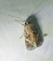 Spodoptera ornithogalli