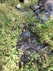 Brickellia floribunda