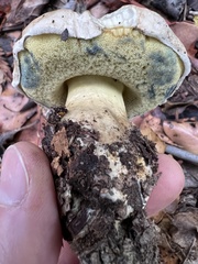 Caloboletus marshii