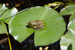 Lithobates septentrionalis