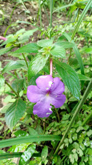 Achimenes longiflora