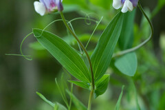 Lathyrus magellanicus