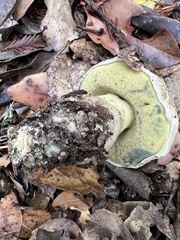Caloboletus marshii